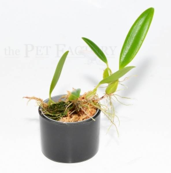 Bulbophyllum saltatorium var. albocillatum